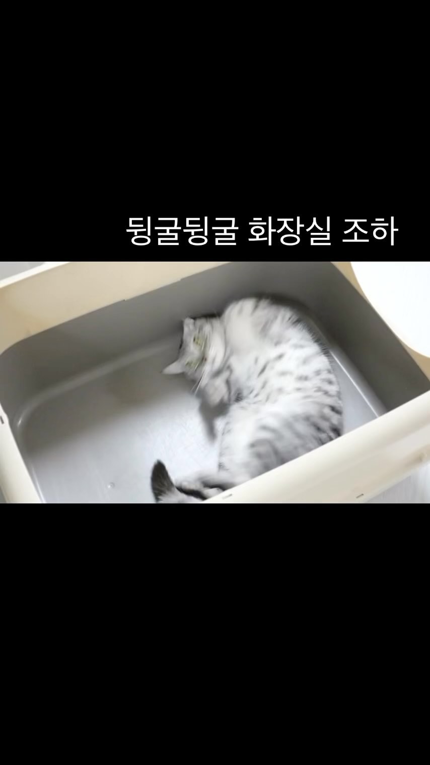 #고양이화장실 너무 좋아하는데...?
이거 맞나...?