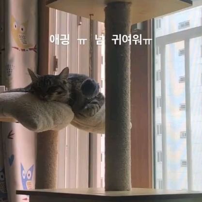 콘텐츠