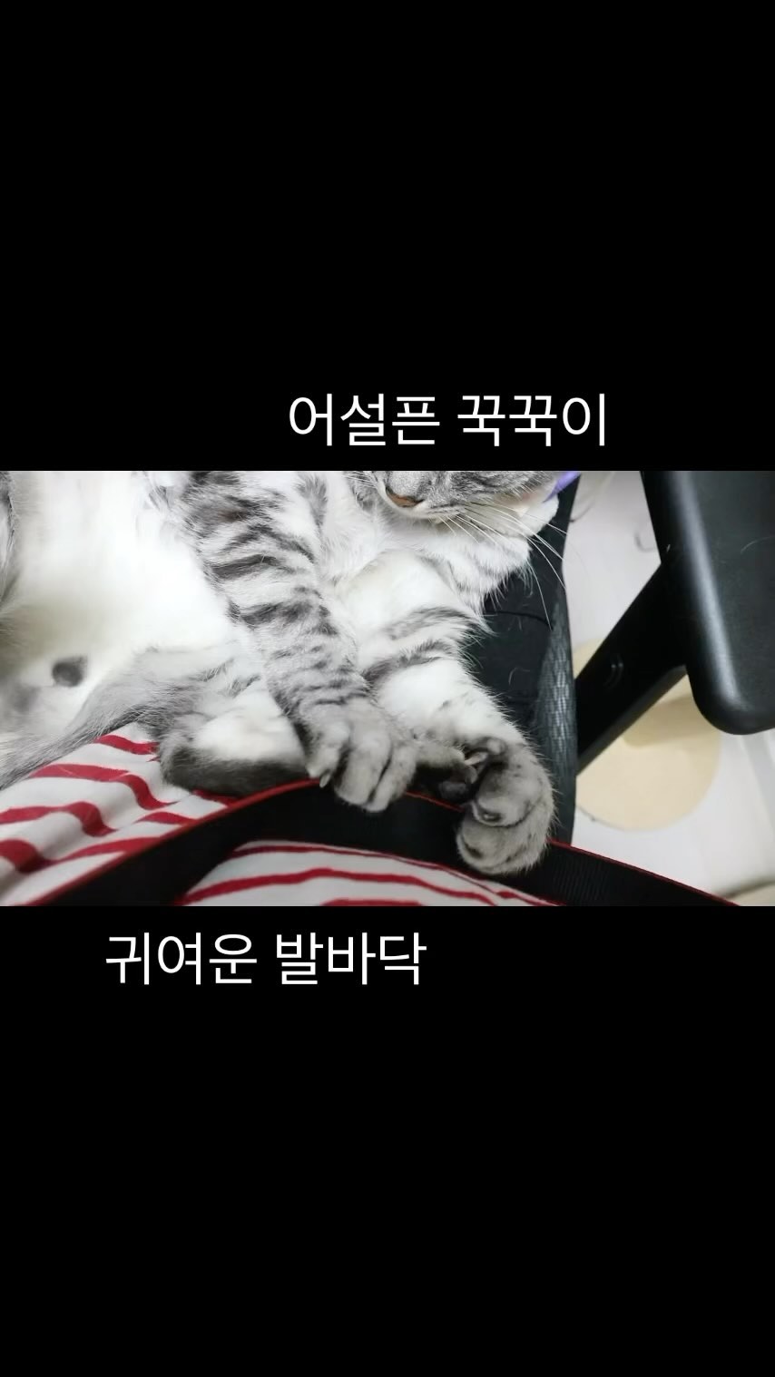 배 만져주는 걸 너무 좋아하는 내 고양이
고양이는 분명 배 만지는 걸 싫어한다고 했는데...?
이게 바로 #무릎냥 #개냥이
