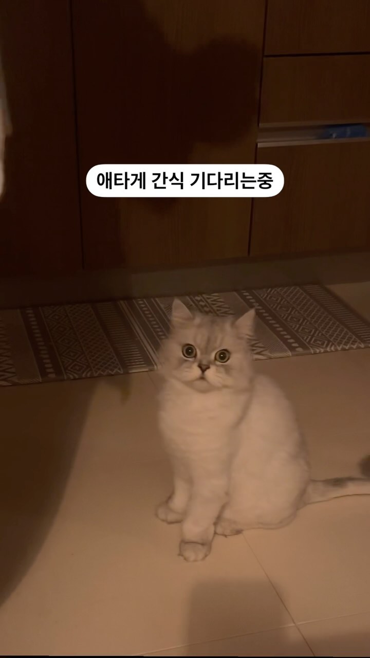 우리집 고냥희💕
간식달라고 냥냥 
귀여워 ㅜㅜㅜㅜㅜㅜ