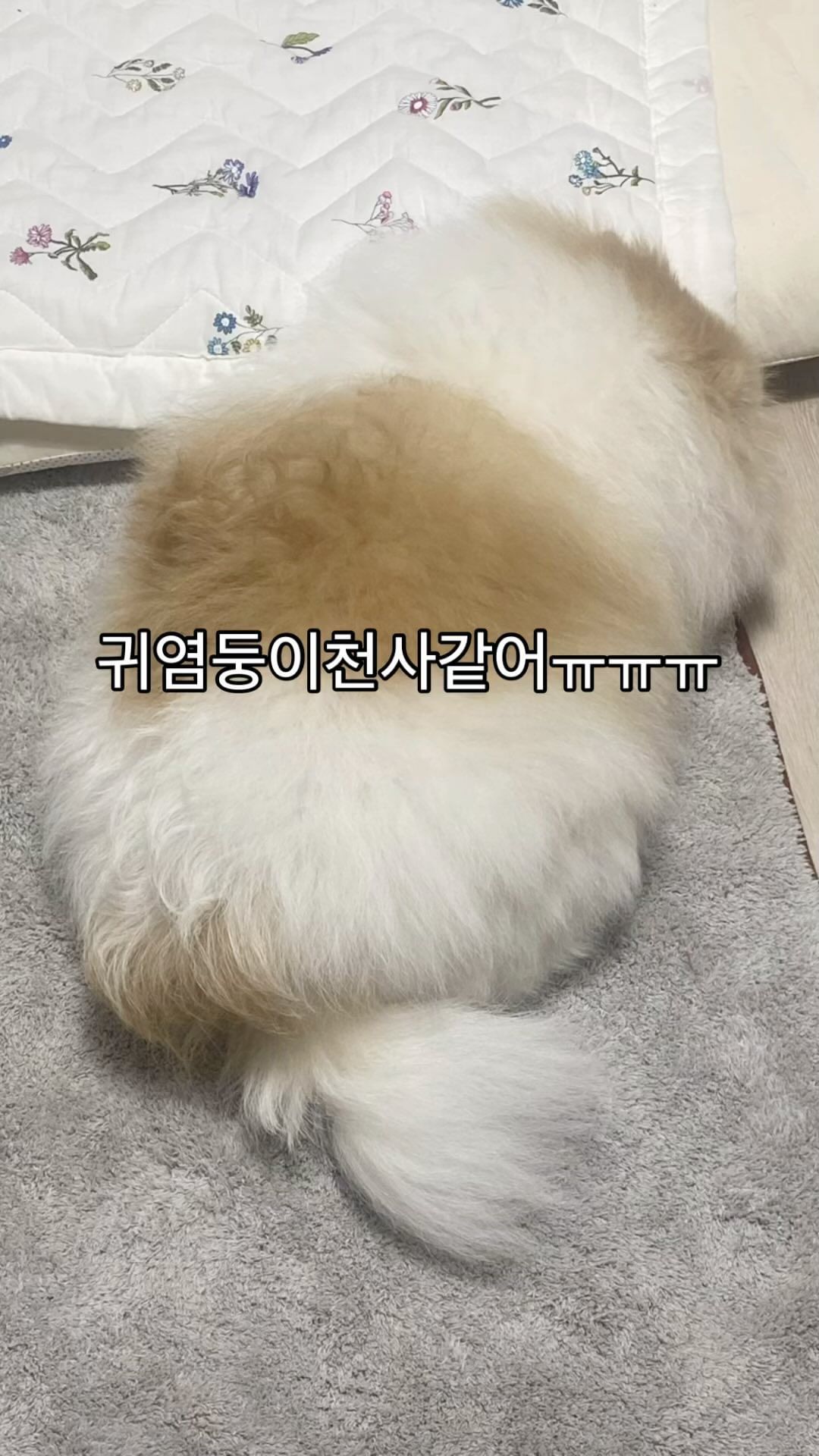 자는거 너무 귀여워ㅠㅠㅠㅠㅠ 
.
#댕팔맞팔환영🐶 #댕팔맞팔환영 #강아지맞팔 #좋반 #강아지일상