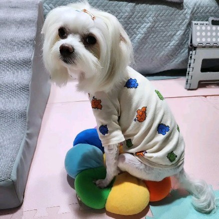 내 사랑
내 귀염둥이 
내 껌딱지
내 똥강아지 
언제나 엄마랑 함께하자

#엄마똥강아지 
#사랑해
#지금처럼 
#우리건강하자 
#말티즈일상