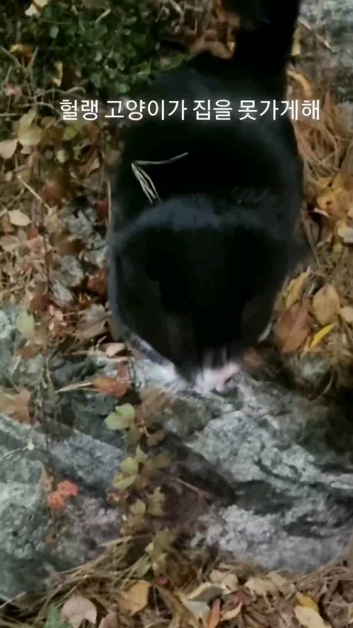 콘텐츠