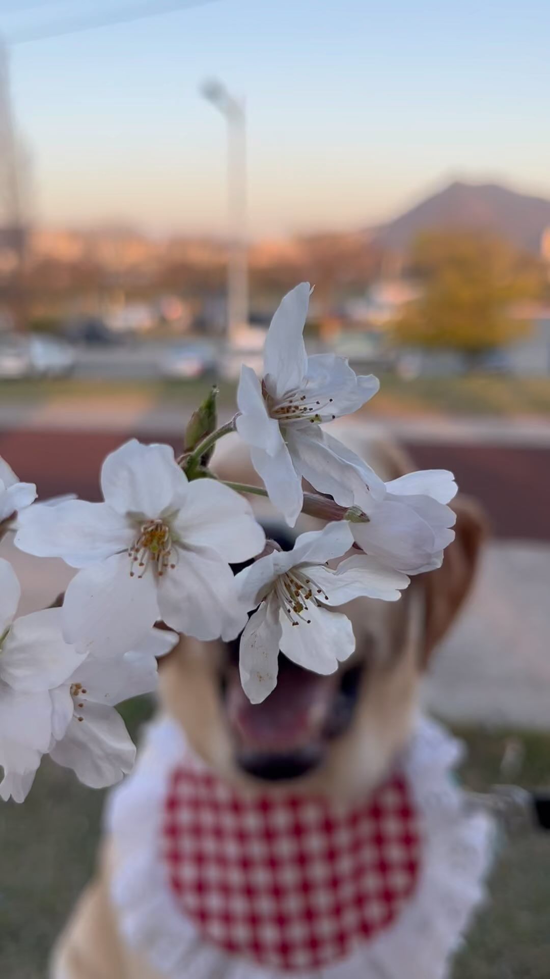 누가 꽃이개 🌸🐶
#벚꽃 #다음에 #수리꽃 #💖