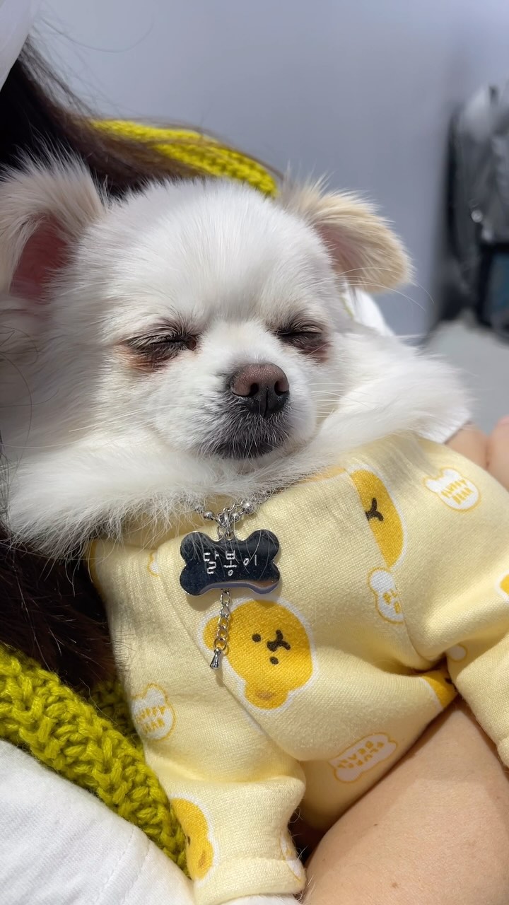 엄마 품에서 잠든 내 동생 무슨 꿈을 꿀까?
#내동생 #반려견 #공주님