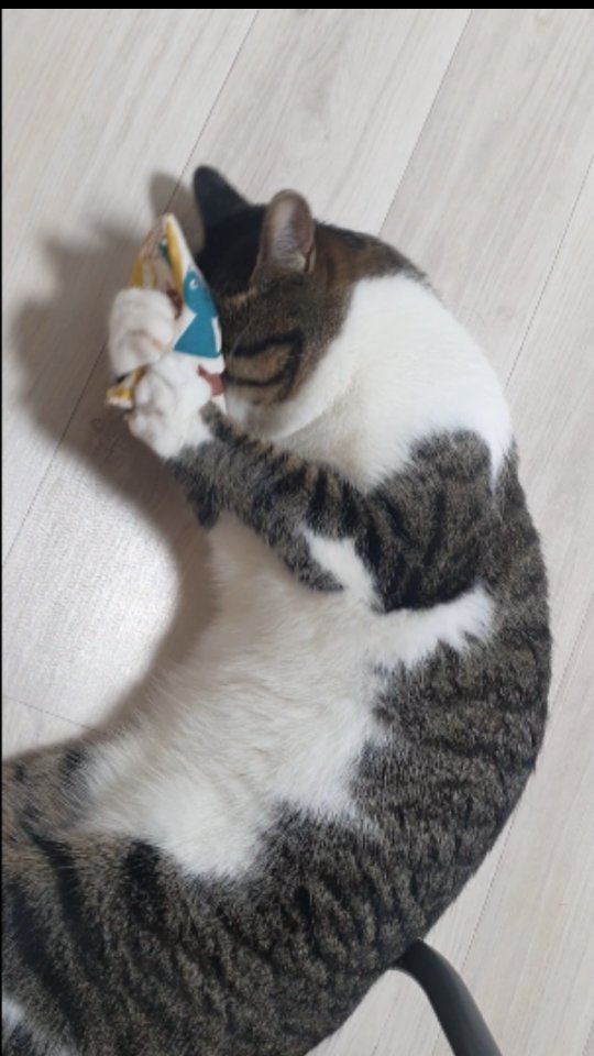 아이 조아~~
내끄야~

#냥스타그램 #고양이 #캣스타그램#집사일기#코숏 #cats #catlover #catstagram #cutecats #cute  #Korean #catsofinstagram