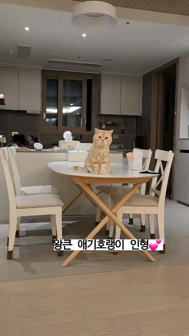 콘텐츠