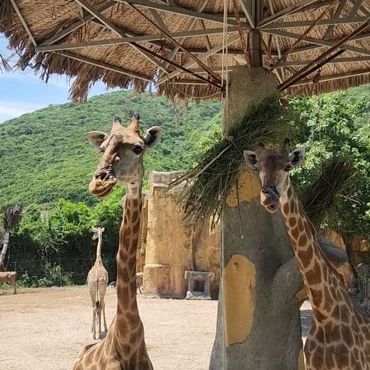 나쨩3일차🩵🐅🐒🦒🦏🦛🐫🦓🦩🦜🦢🐟
빈원더스 나트랑🎪 놀이기구랑 동물원이랑
워터파크에서 하루종일 놀기💚