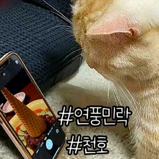 #연풍민락

오늘 소개할 곳은 ~
한식을 기본으로 일식, 양식을 접목하여
다채로운 요리를 선보이는!
"연풍민락 천호점"
제가 오늘 먹은 메뉴는 ~

🍳 엄마는 육회 (22,000원)
베스킨라빈스의 엄마는 외계인을 오마주했다는 엄마는 육회! 
콘에서 떨어지는 노른자와 슉슉
비벼 먹으면 달짝지근하면서도
 고소한 맛이 일품!

🍳 비법간장계란밥 (7,000원)
연풍민락의 간장계란밥에는 
반숙란이 들어있어요!
전골이랑 같이 먹으면 그렇게 
맛있다고들 하시는데
저는 배가 부른 상태로 
방문했기 떄문에.. 전골 없이
먹었지만~ 그래도 말해뭐해!
짭짤 달콤해서 맛있게 먹었습니다~

✔ 천호 연풍민락
✔ 서울 강동구 천호대로157길 18 2층 연풍민락
☎ 0507-1376-9688
.
.
.
.
.
.
.
.
.
#이자카야 #육회 #육회맛집 #천호맛집 #간장계란밥