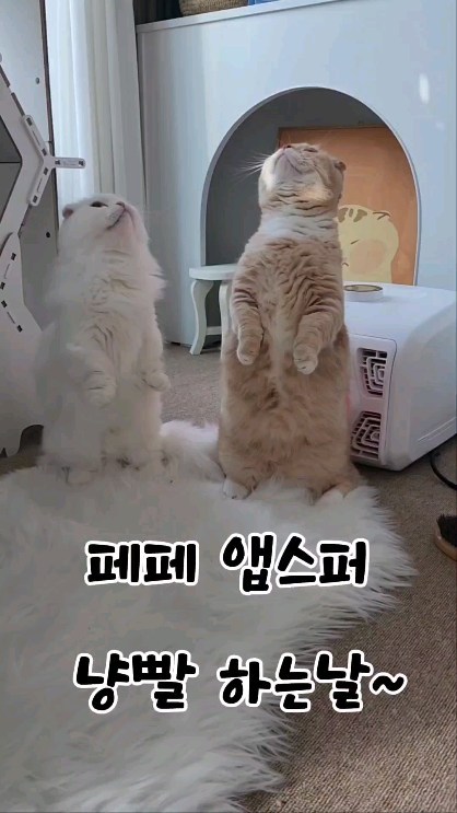 #협찬

평소 냥빨하고나서 드라이 하면
드라이 소음 에 기겁에 바람도 뜨거워
질색팔색 하던 우래기들...

우리 오월이 똥스키 타는바람에
냥빨 당첨!!! 

냥빨도 피부에 자극없이 
페페몰 바디 브러쉬로 슥슥슥슥~
바디 브러쉬 그립감도 좋고
세척후 건조도 빨라 👍 

페페몰 앱스퍼 의 다양한 기능중
핸즈프리드라이와 원적외선 케어 동시에
함께하니 소음도 적고 원적외선 덕분에
뜨겁지 않은 따수한 바람이 솔솔~~

드라이라면 질색팔색 하던 울 냥이들도
앱스퍼라면 순둥이 그잡채!!

@worldwidepepe

#앱스퍼 #absfur #털포집기 #펫드라이기 
#펫공기청정기 #CES2024 #페페서포터즈 
#핸즈프리드라이기 #페페몰 #고양이털흡입기 #고양이털청소기 #관절관리 #강아지관절 
#고양이털관리 #BASS #바스브러쉬 #강아지빗 
#고양이빗 #강아지빗질 #고양이빗질 #강아지슬리커 #돈모브러쉬 #핀브러쉬 #슬리커 #페어_2기

.
