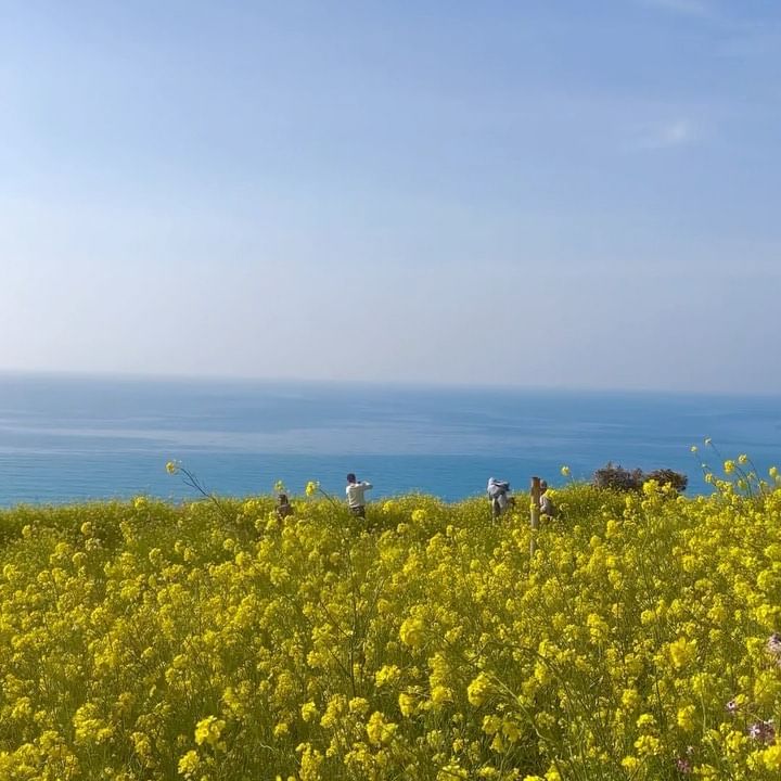 회전교차로에서 몇 번이나 옆길로 새고 커브길도 스릴넘쳤던 제주의 봄🏝️🫶🏻