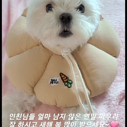 올해는 진짜 다사다난했던 한해였어요~
아이셋과 강아지 두마리를 키운다는 건 참 힘들기도 하지만 많은 행복도 주어지는 것 같아요^^

어제까지 며칠을 많이 아팠는데 그래서 올 해의 마지막 날인 오늘이..그리고 새해가 더 감사하네요😍

다가오는 새해에는 더 즐겁고 행복한 일상으로 만나길 바래봅니다💕💕