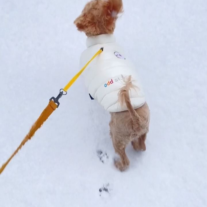 제로의 화이트 크리스마스 보내기🎄