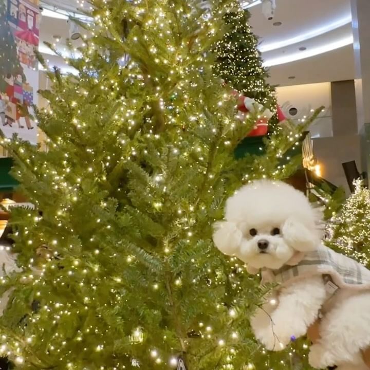 찡구들 해피 메리 크리스마스🎄❤️

.
#강아지릴스 #크리스마스 #크리스마스트리

#비숑치즈 #비숑 #비숑프리제 #멍스타그램 #부산비숑 #부산강아지  #오늘의강아지 #댕스마스 #귀여운강아지 #bichon #bichonfrise #cute #petstagram #dogstagram #dog #puppy #puppylove #like4like #ビションフリーゼ #ビション  #比熊犬