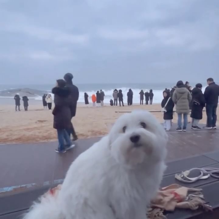 Happy New Year✨✨

해돋이를 보러 왔지만

해는 떴을 테지만

보지는 못한…🥹

마음 속으로 이런 저런 크고 작은 소원들을 

다짐들을 되새겨 본다…

루이네는 집에서 10분 거리지만

멀리서 해돋이를 보러 오신 분들 …

소원들도 다 전달되길…🌅

#2024start 
#해돋이
#소원을말해봐
#속초강쥐

#꼬똥 #꼬똥드툴레아 #꼬똥루이 #속초꼬똥  #귀여운강아지
#강아지 #이쁜강아지 #펫스타그램 #20년생 #심쿵 #coton #louis #cotondetulear #puppy #petstagram #touching #lovely