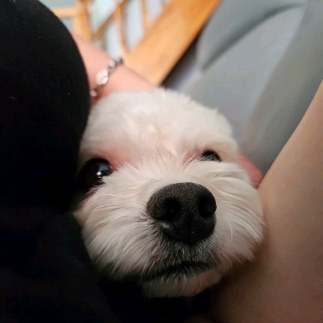 🐶