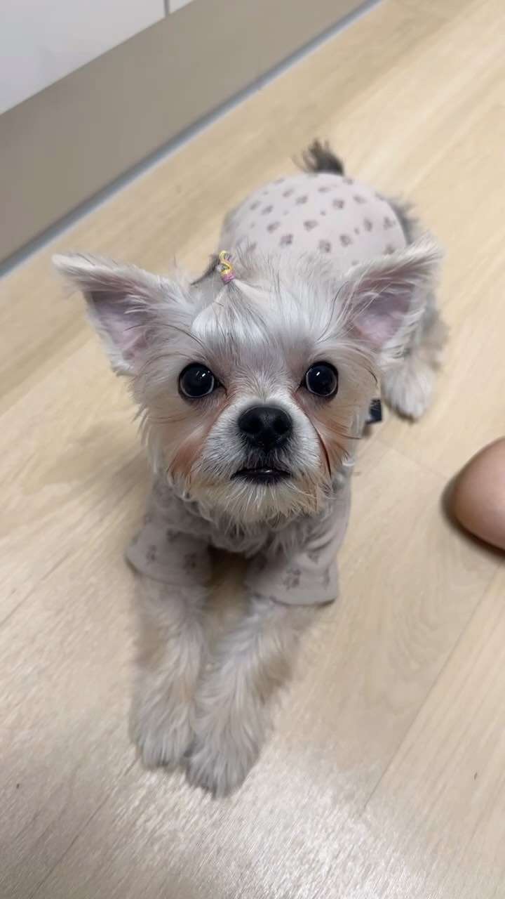 #강아지챌린지 #강아지귀여워 #강아지 #댕스타그램 #멍스타그램 #댕팔맞팔 #강아지그램
#멍팔맞팔 #댕댕이그램 #반려동물 #반려견그램
#강아지 #멍멍이