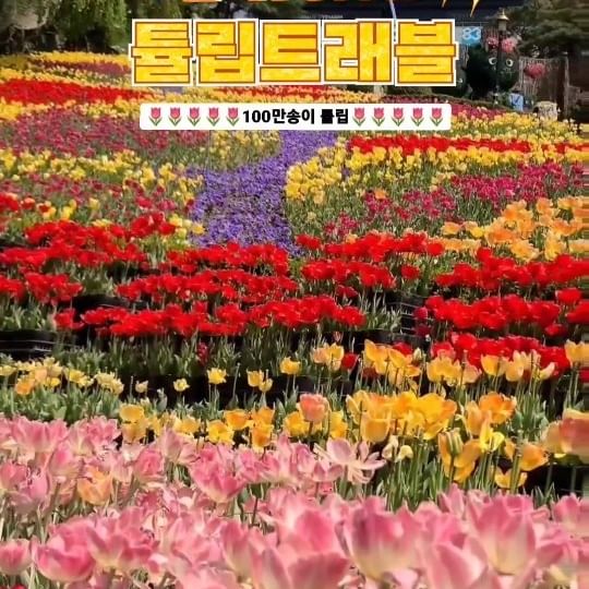 🌷100만송이 튤립 트래블 함께 가볼까?🌷

이번주가 딱 절정이니✨️
이월드 튤립 포토존 미리 저장해두고
토요일 불꽃쇼까지 놓치지마세요오!💫

✨4월22일, 29일 20시 초대형 블라썸 불꽃쇼
🌷튤립은 이번주 제일 이쁨!!! 
➕예쁜 건 자주 보자요! 
🌈 이월드 연간회원권도 추천
.
.
💗튤립쓰 깔맞춤 포토존📷
1️⃣ 우산광장
2️⃣ 판타지광장 
3️⃣ 튤립가든
4️⃣ 튤립러브힐
- 탬버린 옆 다이나믹광장
5️⃣ 매직월드 튤립존
- 회전목마와 스위티컵 앞
➕️비비프렌즈 캠핑 튤립가든
.
.
.
#이월드튤립 #대구튤립 #튤립트래블
#eworld #대구여행 #이월드불꽃놀이