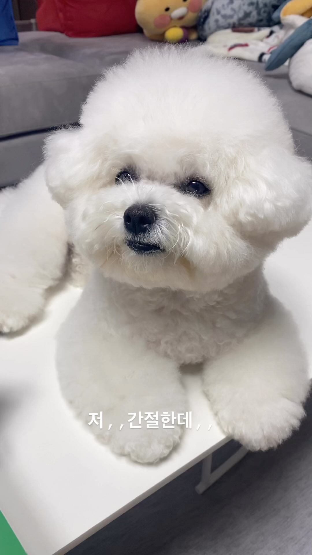 아련아련 간식구걸눈빛 🥹 속아주실분?

🏷️#강아지스타그램 #댕스타그램 #비숑프리제 #비숑 #강아지육아일기 #간식더달라고조르는중 #bichon #bichonfrise #bichonstagram