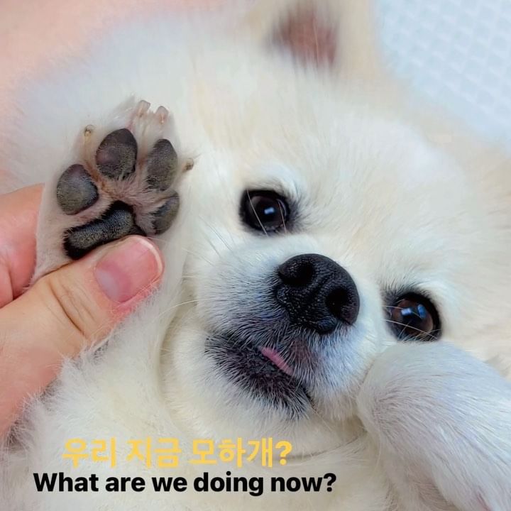 우리 지금 모하개?☺️

🐶이쪽 발정리만 하면 끝인데.. 
발라당 해버렸찌ʕ•ᴥ•ʔ

#위생미용 #관리의날 #강아지발톱깎기 #강아지 #댕댕일상 #폼피츠일상 #폼피츠 #폼피츠눈누 #귀여운강아지 #귀여운강아지영상 #발라당 #애교부리는중 #댕팔맞팔환영 #멍팔맞팔 #귀여워귀여워 #cutedog