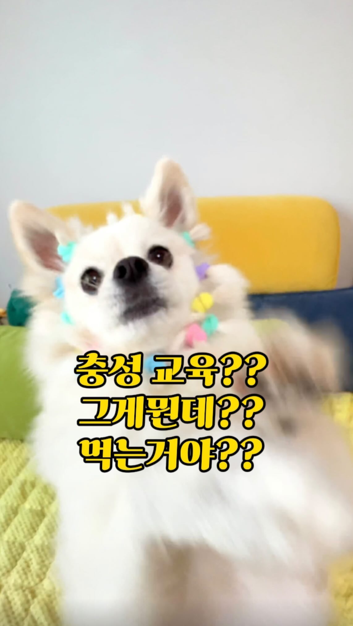 🫡충성교육 안하는 걸로 ㅋㅋ
테이프->스티커->삔->머리끈  까지😆
머리끈으로 🌻해바라기 만들어 줬는데,
너무 잘하고 있어요 . 머리 묶어줄때도
가만히 있고요 ㅎㅎ
넘 귀엽다💕 귀여운거 눈누 다해라~🫶🏻🫶🏻

#강아지미용스타일 #강아지헤어스타일 #강아지개인기 #개인기방출 #강아지그램맞팔 #강아지댄스 #충성교육실패 #개딸래미🐶 #강아지일상 #댕댕이 #폼피츠 #폼피츠눈누 #폼피츠스타그램 #댕팔맞팔환영 #멍팔맞팔 #스우파2 #스우파2바다조아
