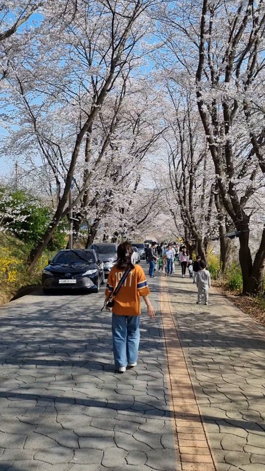 핑크핑크 팝콘이 팡팡팡🫶🩷
Cherry blossoms 🌸 
.
.
.
#강화도 #강화도여행 #벚꽃놀이 #spring #봄봄봄 #korea #국내여행 #여행스타그램 #travel