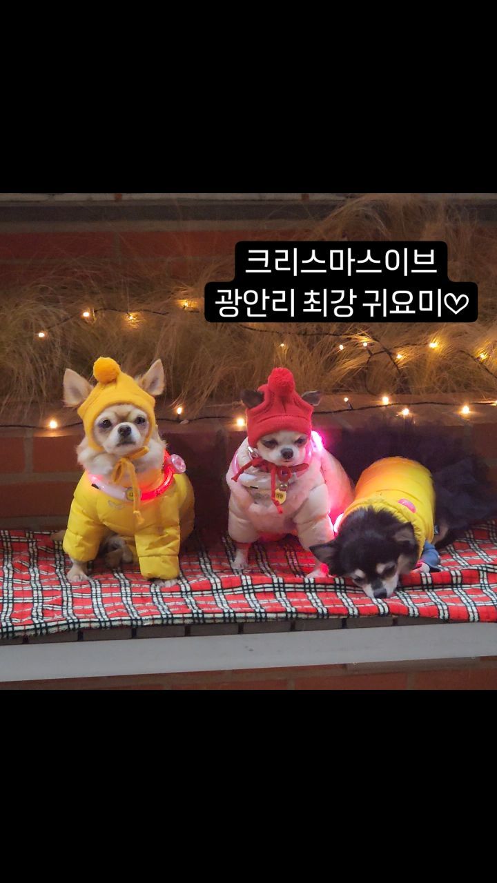 #크리스마스이브 #광안리 #댕댕이 #멍멍이 #애긔 #귀여워 #인형 #alwayshappyrinya