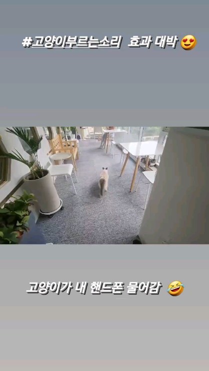 #고양이카페 #고양이부르는소리