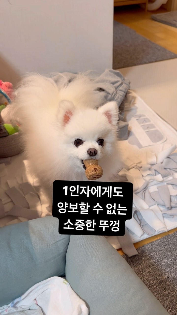 1인자에게도 양보 할 수 없던 몰래 물어간 예삐의 소중한 샴페인 뚜껑의 최후..
#예삐