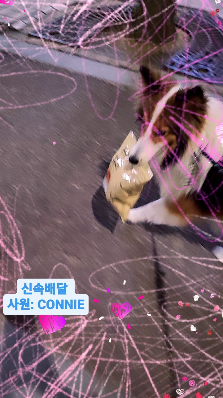 #셀티#셔틀랜드쉽독#sheltie#ShetlandSheepdog
#ショトゥルレンドゥシープドッグ
#반려동물#반려견#댕댕이#댕댕이그램#견스타그램#멍멍이#멍스타그램#puppy#dog#pet#인스타펫#공존#산책그램#애견동반#forever#기록#dogslife#추억#memory#connie
#귀여운짤#l4l#f4f