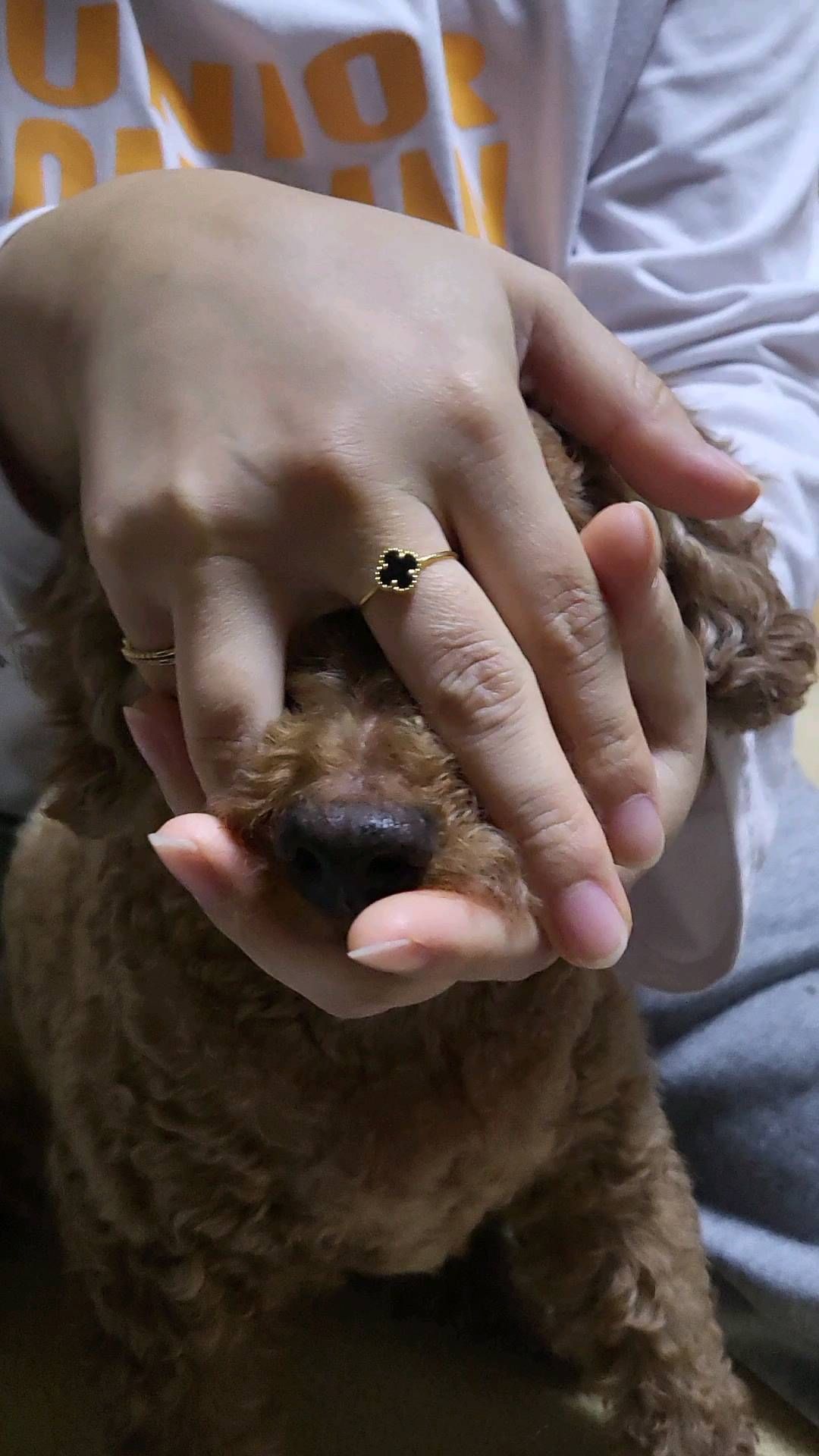 그만해 그만하라구!! #지수 #가만히않있음
#강아지 #지수꽃