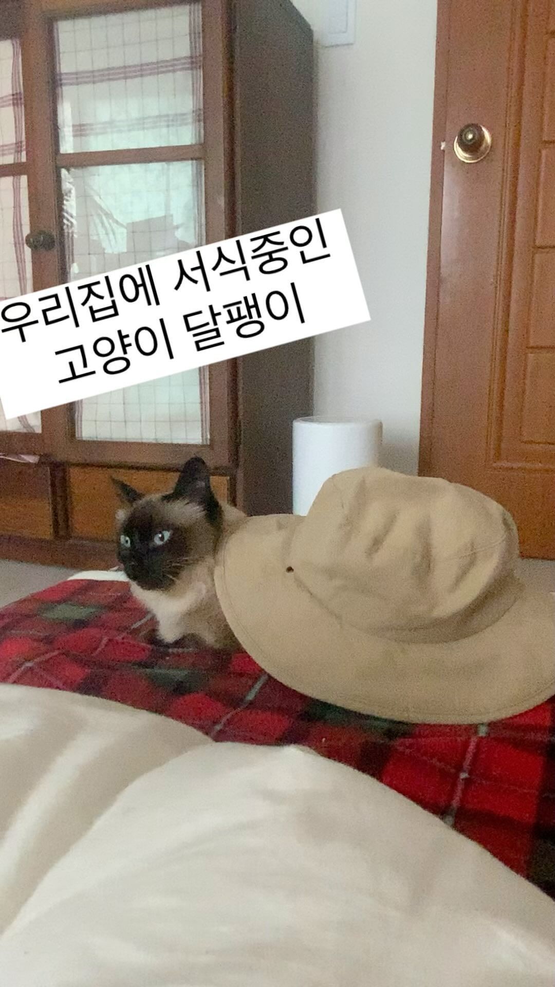 고양이인가 달팽이 인가