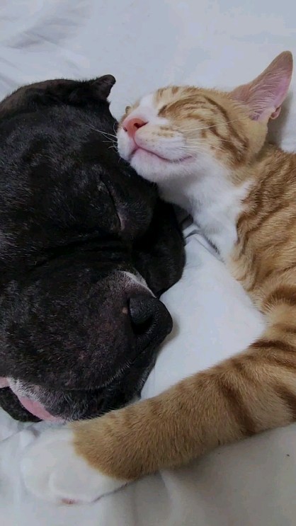 🐱 +🐶 =💗

톰과제리처럼 싸우는건 없는 우리집!
진짜 너무잘지내줘서 잘해줘서 고마운 닐

불리가 사납다? 
편견은 누구나 가질 수 있지만, 잘못된 
편견을 바로 잡는것도 보호자 하기나름!

#americanbully #bully #불리는귀엽다
#bullylife #왕크왕귀 #bigdoglove 
#길고양이 #코리안숏헤어 #치즈냥