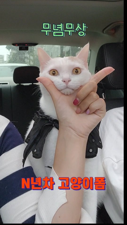 드라이브하는 고양이폼 미춋따 😺

#cutecat
#cattv
#catlover 
#귀여운고양이
#드라이브 하는
#고양이
#키키