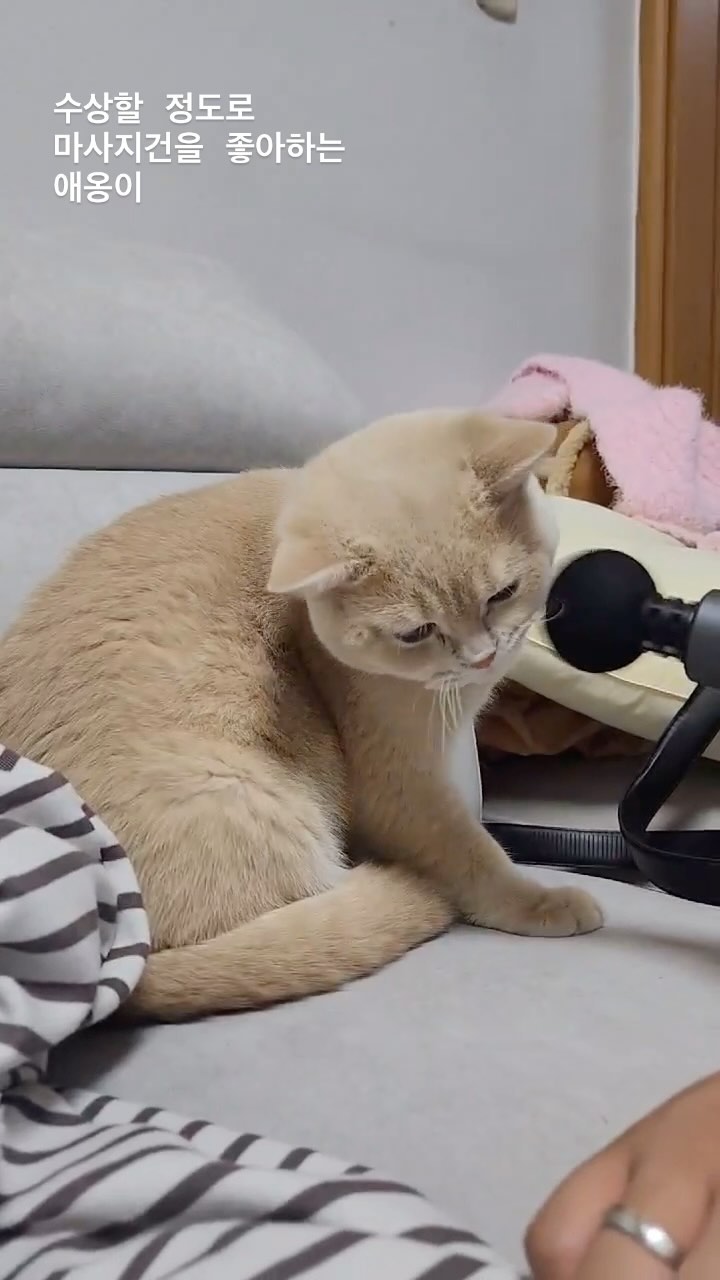 마사지를 좋아하는 고양이의 탈을 쓴 사람