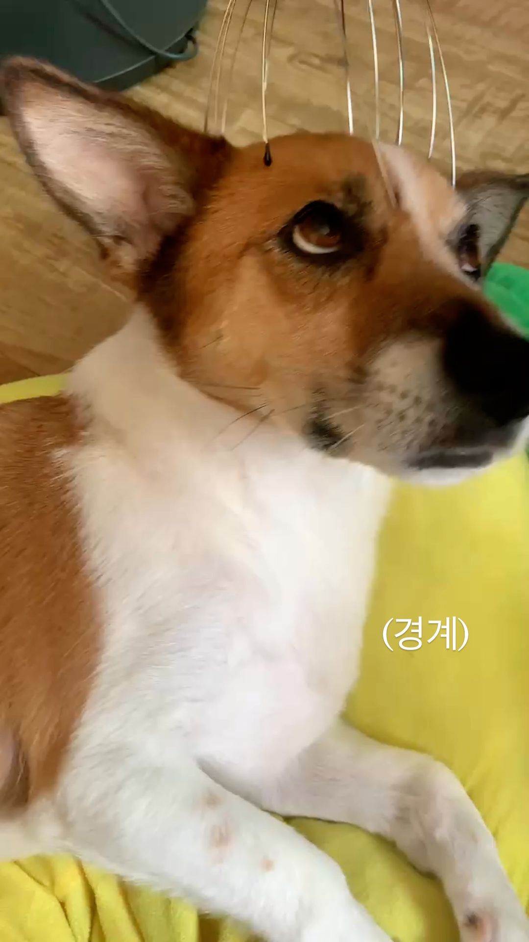 콘텐츠
