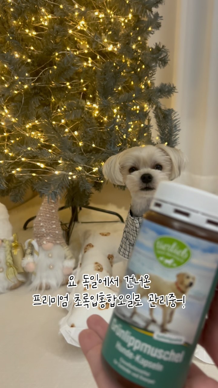 #협찬 #제품제공

오늘 몰리가 소개할 제품은
독일 프리미엄 브랜드인 크로이터하우스의
상트베른하르트 초록입홍합 캡슐이예요😊

크로이터하우스는
118년간 연구진들이 연구하여 얻은
엄선된 원료와 함량으로 만들어낸
순수 자연친화의 건강식품 브랜드랍니다😎
사람을 위한 건강식품부터
반려동물을 위한 건강식품들도
선보이고 있다고 해요💕

반려견들의 천국인 독일의 브랜드에서
만든 제품이라 더욱 믿음이 가는 데요😍

녹색잎홍합(Perna Canaliculus)은
“글루코시미노글리칸”(GAG)을 함유하고 있다고 해요🤭
이 GAG는
특히‼️ 관절 연골의 구조적 구성 요소 역할 하기 때문에
관절 약한 친구들에게 더욱 좋다는 사실-!
상트베른하르트 초록입홍합오일의
각 캡슐에는 1️⃣0️⃣0️⃣%
뉴질랜드산 초록입홍합 농축액 5️⃣0️⃣0️⃣mg 이나들어있다고 해요🫨

특히 어떤 친구들에게 좋은가!?

과체중으로 활동량이 부족하여 근육이 약한 강아지
✅짧은 다리 긴 허리를 가진 강아지
✅관절 쪽을 만지면 아파하는 강아지
✅계단, 소파 등 높은 곳에 자주 오르내리는 강아지
✅계단 소파 등 높은 곳에 오르내리기를 꺼려하는 강아지
✅미끄러운 바닥을 우다다다 쉴 새 없이 뛰어다니는 강아지
✅산책하다가 갑자기 주저 앉는 강아지
✅유전적으로 쓸개골탈구가 있는 종의 강아지(포메, 말티즈 등)
✅쓸개골탈구 수술 후 관리가 필요한 강아지
✅쓸개골탈구가 우려되어 예방이 필요한 강아지

그리고 가격 얘기는 빼놓을 수 없죠🤭
요 제품은 2만원대 가격으로
10kg이하 소형견 기준
하루 1캡슐 섭취 시 150일분 (약 5개월)을
급여할 수 있으니
정말 경제적으로도 너무 좋죠💕💕

몰리와 함께 관절 건강 챙길 댕댕이들 요 제품어때요?😎
👉 @sanct.bernhard_kr

#협찬 #상트베른하르트 #크로이터하우스 #강아지초록입홍합 #강아지초록입홍합오일 #강아지관절 #강아지관절관리 #강아지관절건강 #강아지관절영양제 #강아지관절 #강아지관절염 #강아지영양제추천 #강아지슬개골탈구예방 #강아지슬개골탈구영양제
