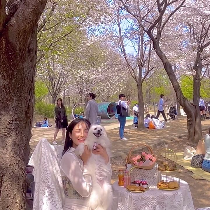 🌸 벚꽃 막차 피크닉 🌸

내일 서울에 비소식이 있어요☔️
비가 오고 나면 벚꽃이 다 떨어질 것 같아요🥲
오늘 퇴근하면서 마지막 벚꽃 꼭 즐겨보세요💕