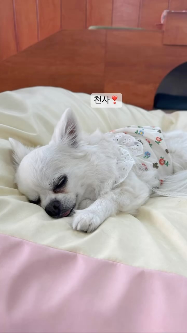 ㄱ요운 둥이 왕쟈님 ❤️