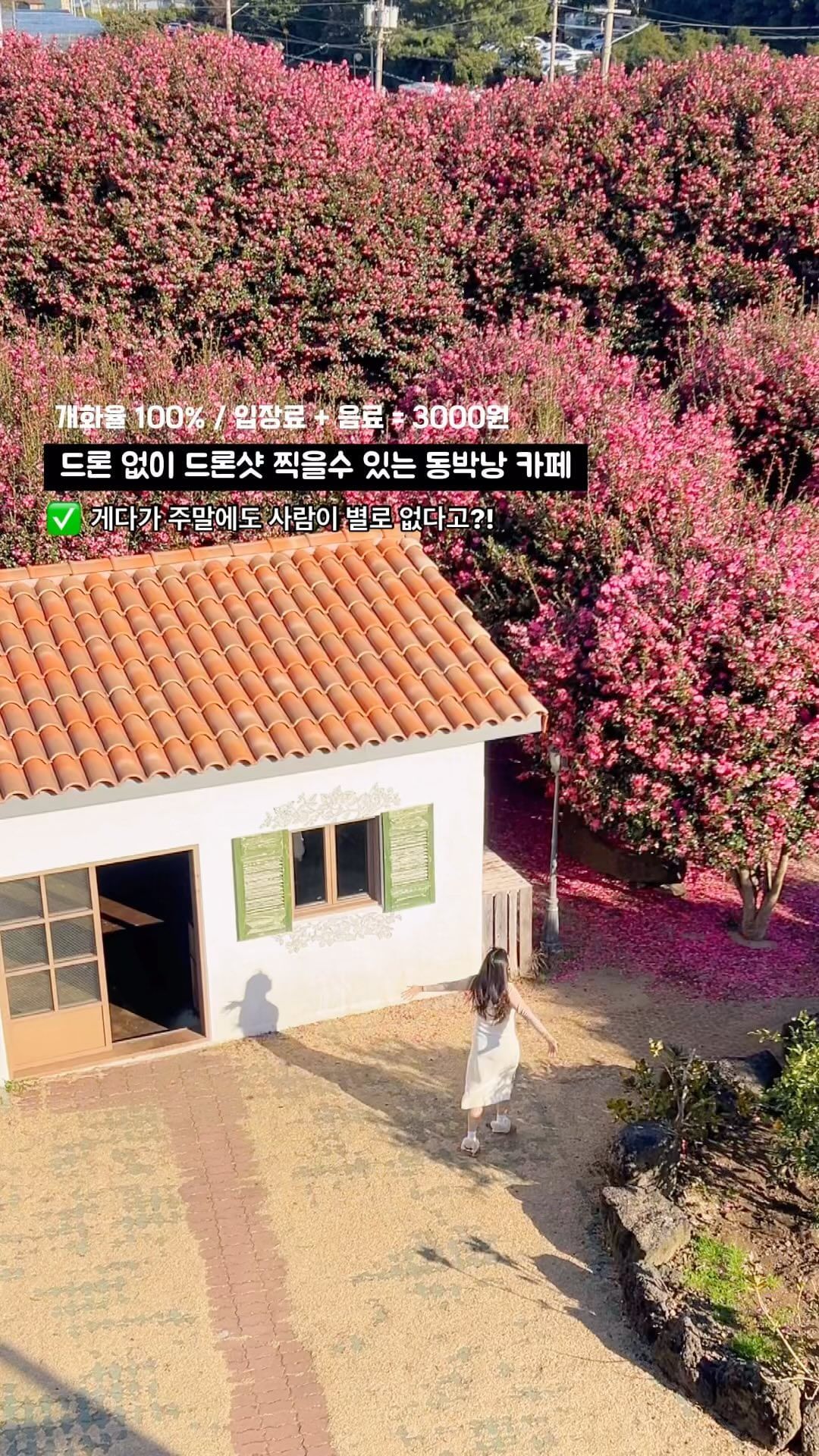 드론없이 드론샷 찍을수 있는 꿀팁 대공개🪄✨
게다가 입장료+음료가 3000원인데 주말에 사람도 없다?!🫢

개화율도 95%이상 !! 꽃 상태 완전 좋아요🌺❤️
음료는 그냥 일반 편의점 음료지만 그래도 얼음도
넣을수 있고 hot/ice 선택해서 가져갈수 있어서 좋았어요

✅ 드론없이 드론샷 찍을수 있었던 방법 
동박낭에는 3층+루프탑이 있는 건물이 있어요
음료를 받을수 있는곳은 1층,
2-3층은 실내에서 동백꽃을 보며 음료를 마실수 있어요
루프탑에서 삼각대로 설치 혹은 누군가가 찍어준다면
드론 없이도 드론샷 찍기 가능합니다✨

그냥 찍어도 예쁜 동백꽃이지만❤️
조금 특별하게 동백꽃 전체뷰로 찍는것도 너무 예뻤어요 !!

드론없이도 드론샷 찍으며 음료도 같이 먹을수 있는
가성비 좋은 동박낭 카페에서 특별하게 동백꽃과
사진&영상을 남겨보는건 어떨까요~?!

함께 가고싶은 연인,가족,친구들을 태그해보기~ @@
<< @@아, @@야 여기서 드론없이 드론샷 찍을수 있대 !! >>

#지니in_제주

📍 동박낭
🏷 제주 서귀포시 남원읍 태위로 275-2
⏰ 매일 : 9:00-17:30
🚘 주차공간O (주차공간 협소)
🐶🐱 애견동반 가능O , Yes 키즈존👶🏻
▫️ 근처에 같이 가볼 동백꽃 명소들이 많아요👍🏻

🔍 꽃,카페,여행정보, 숙소, 보정법 ➡️ @_y.jieun_