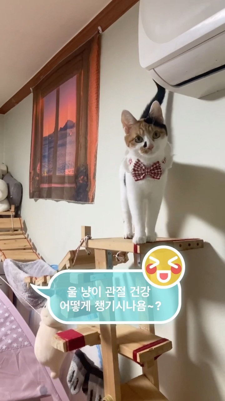 #협찬 @sanct.bernhard_kr 

우리집 고양이 관절은 잘 지켜주고 있으신가욤~?! 🙆‍♀️
날마다 뛰어 다니고 높은곳을 오르락 내리락 점프 하는 울 냥이들 그만큼 관절에도 무리가 많이 가는데요~~ ㅜ

울 사람처럼 사랑스런 냥이들도 어릴때부터 관절관리는 필수 인 것 같습니다~!!👍

저두 이번에 독일 프리미엄 초록입홍압오일로 울 냥이 관절건강 지켜 주고 있는데요~~

캡슐 하나에 500mg의 고농축 함유되어 있고 믿을 수 있는 브랜드이기에 더욱 신뢰가 가는 것 같아요~

냥이들 기호에 맞게 간식이나 사료에 섞어서 주면 되니 간편하게 건강관리까지 너무 좋은 것 같아요~~

오래 오래 행복하자 제리야~😻

#상트베른하르트크로이터하우스 #고양이관절 #고양이관절영양제 #고양이관절건강 #고양이관절영양제추천 #고양이관절관리 #고양이관절염영양제 #고양이관절염영양제 #고양이초록입홍합 #고양이초록입홍합오일