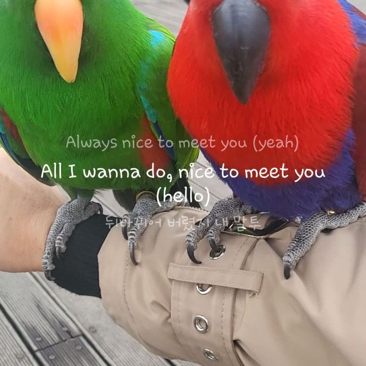 #앵무새 🥰😍💘