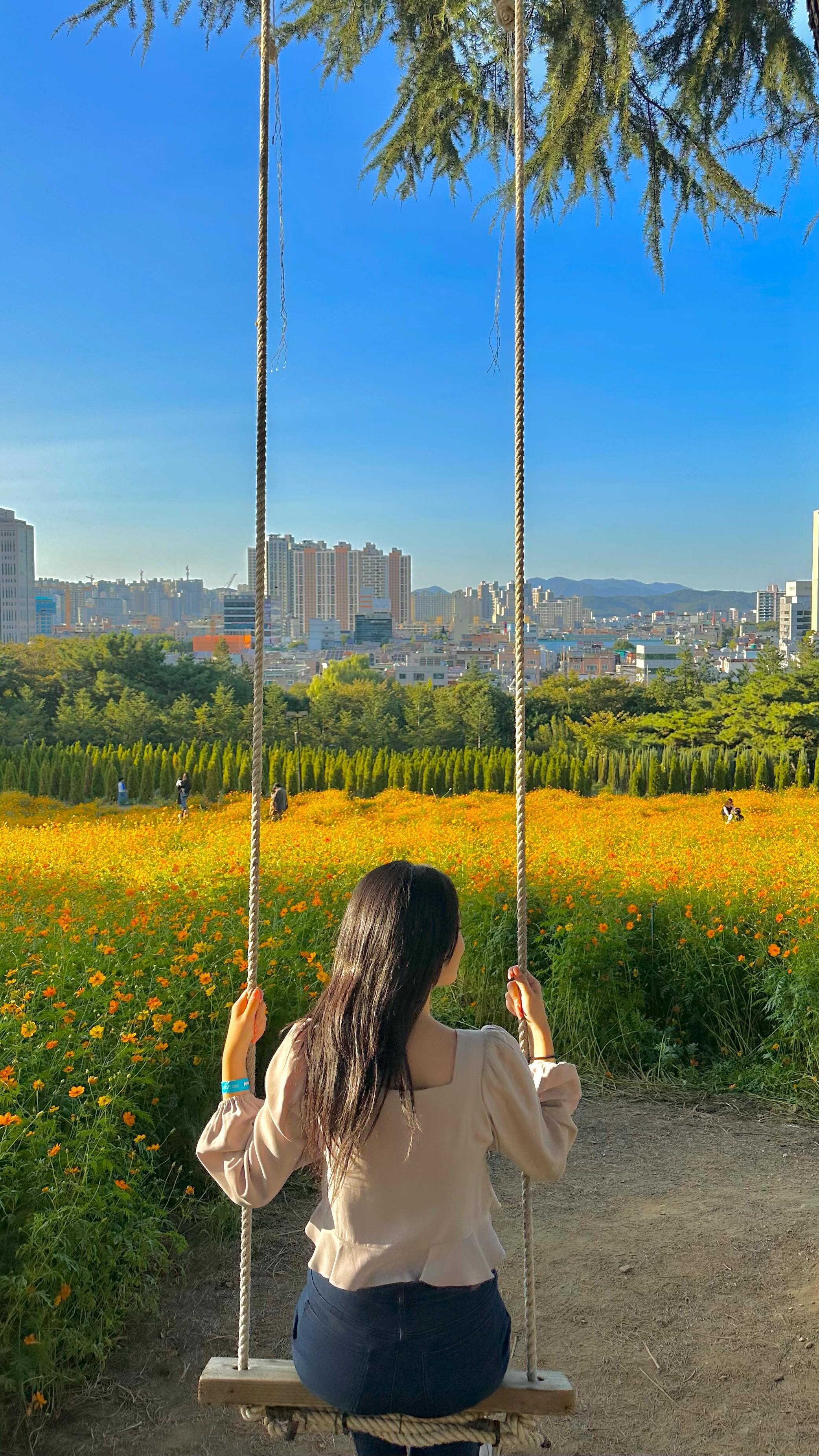 코스모스 너무 예쁘다🌼

#대구여행 #이월드 #황화코스모스 #릴스 #릴스타그램