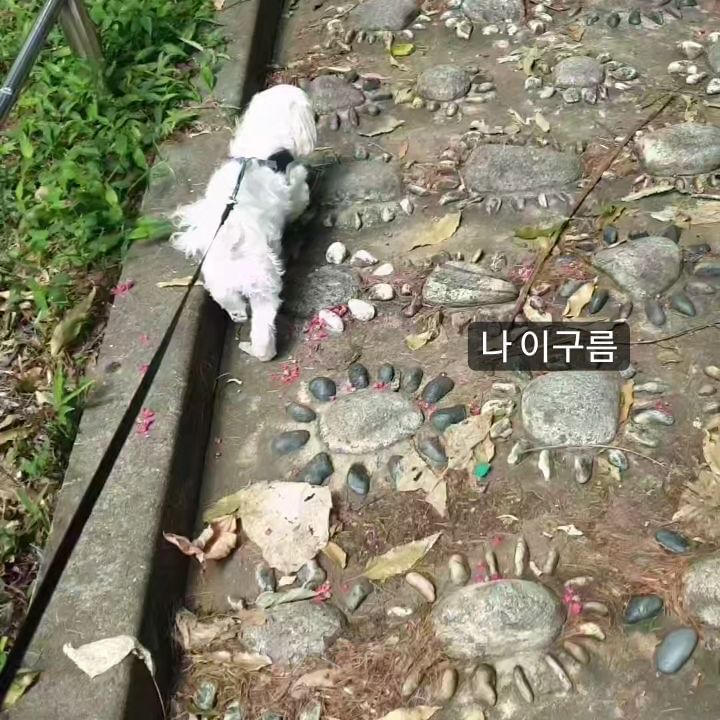 구름이의 수련 ㅎㅎ