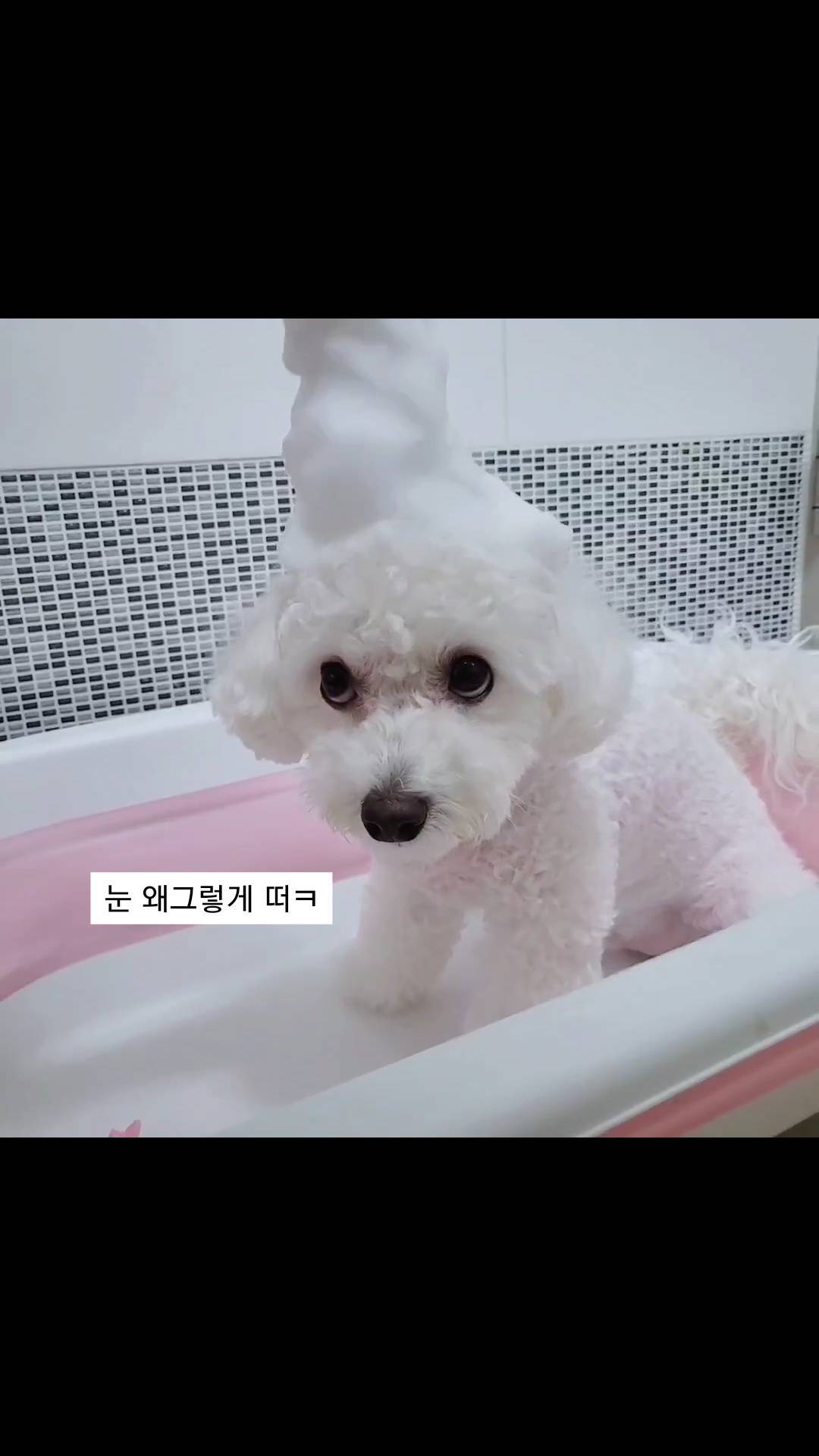 #제품제공 #몽바해밀펫 

엄마 이거 모냐?? 🙄

..⫬⫬⫬⫬⫬⫬⫬⫬ 엄마만 신난 거품 노뤼~🫧
🚨 놀다가 샴푸 다 쓰지 말기 🚨

해밀펫(해피패밀리) 왕! 목욕세트 🛁 
전성분 올그린에 특허보습성분 2종까지 들어간
거품 낼 필요없는 왕관샴푸로 후다닥 씻기!
펫타올로 닦고 미스트 뿌리면 멍빨루틴 끝~~~✨️

🏷#몽바사용 : @hamilpet_official #해밀펫#왕관샴푸#왕목욕세트#왕목욕시리즈