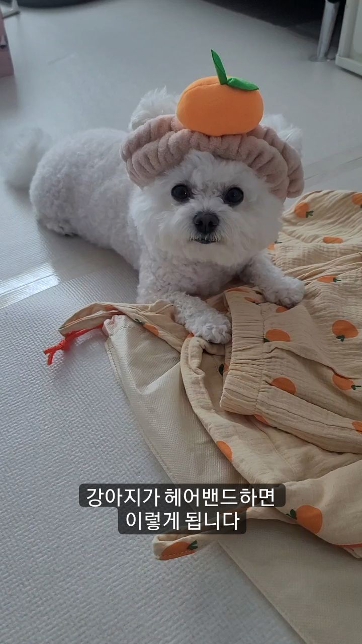 너무귀여워..........후하🧡🍊

#미니비숑여름이 #여름이네소소한일상
#강아지 #비숑 #미니비숑 #귀여운동물