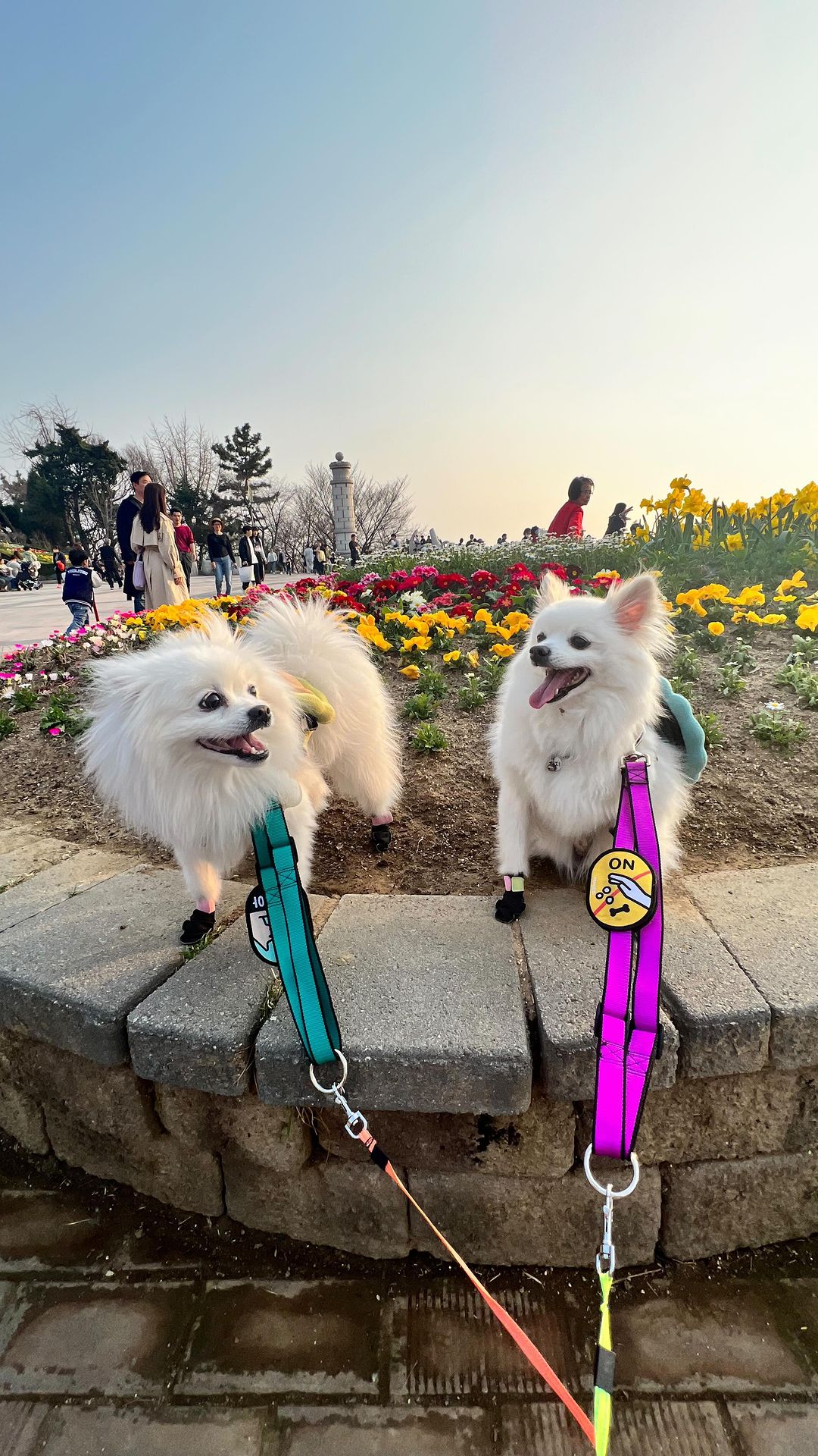 아가방도 꽃개 찍어볼라고 나갔능데
지대가 높은 장소를 초이스해서 아직 벚꽃이 안폈다🥲🥲🥲🥲망망망…
낼 다시 도오전~~~🔥🔥
칭구들도 주말에 이뿌게 꽃개로 변신 하자❤️❤️

#agabang❤️ #joy 

#꽃개 #실패 #재도전 #챌린지 #강아지산책 #벛꽃 #봄꽃 #cherryblossom #instadoggy #instapuppies #pome #pompom #pompuppy #spitzlovers #댕스마스 #댕스타그램 #멍스타그램 #멍팔댕팔 #강아지일상 #인스타강아지 #행복한시간 #벚꽃구경 #아기강아지