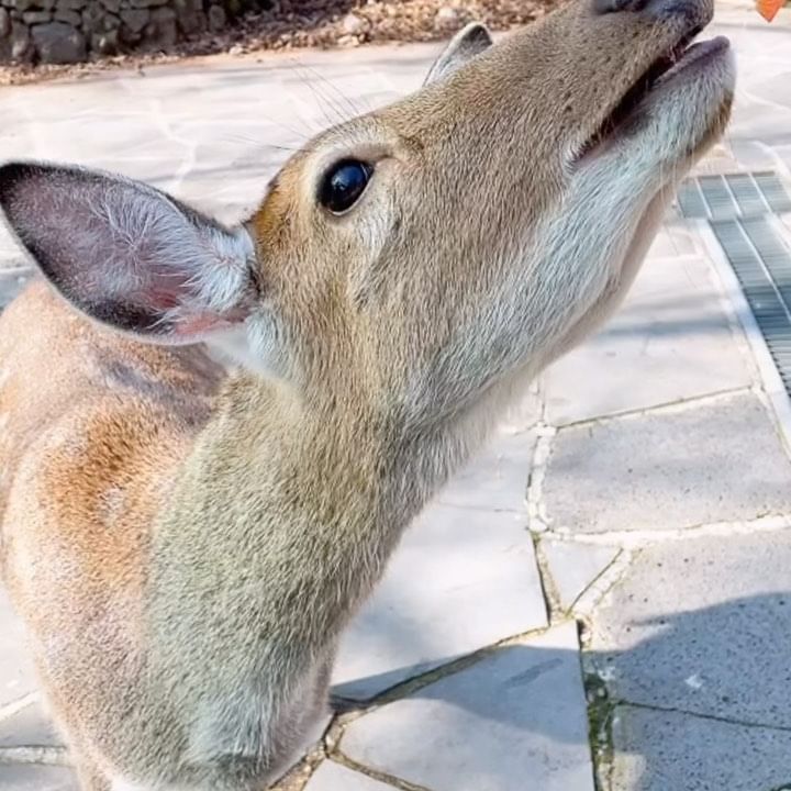 Jeju 冬⛄旅行記録✈️🌊⚓️🏝️