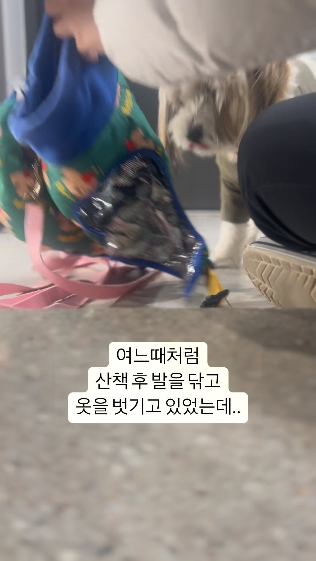 오늘의 교훈:옷은 나갈때만 입히자...

원래도 잘 엉키는 털인데 요즘은 털이 짧아서
엉킴에 대한걸 잊고있었는데 이렇게 딱 엉켜버리네요
덕분에 미뤘던 빗질도 했습니다...반성 또 반성...🙏