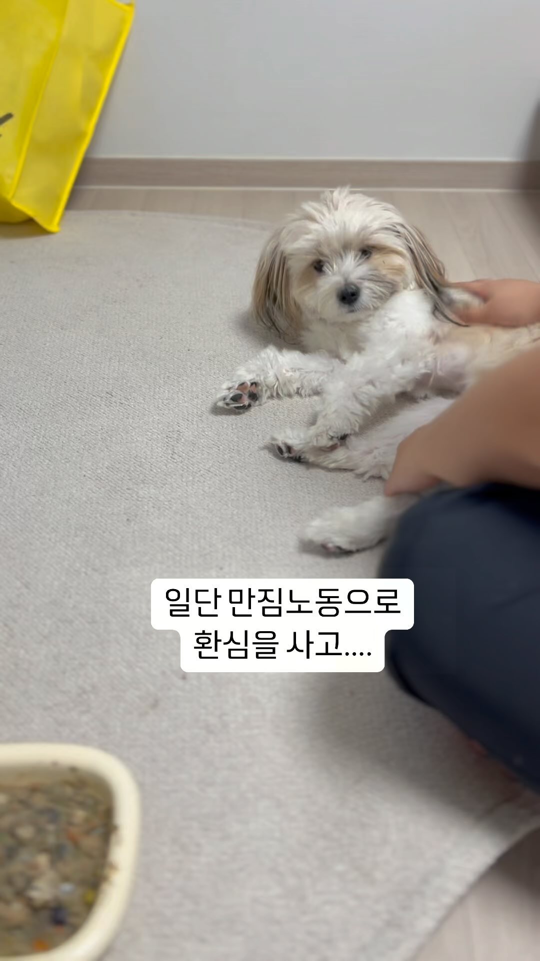 견성을 고발합니다;;식사를 거른 것도 모자라
먹는 둥 마는 둥 희망고문을 한 본 견에게는
견법에 따라 엄중한 처벌이 내려지길 간곡히 
부탁드리는 바입니다.

🔨🔨(땅!땅!) 간식 일주일 금지령을 내린다(충격)(경악)

이 영상의 유일한 수해자는... #룰루키친 보고있나요?
밥투정하는 와중에도 @lulukitchen_official 화식은
잘 먹습니다요...감사합니다....

#밥좀먹자 #얘야